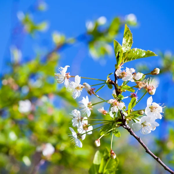 Huerto de primavera —  Fotos de Stock