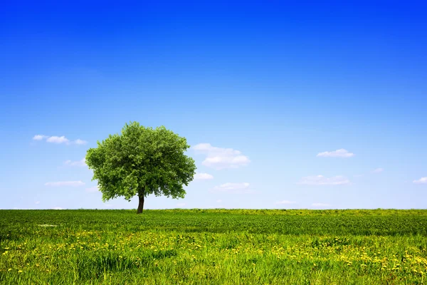Tree in green field and blue sky — Stock Photo, Image