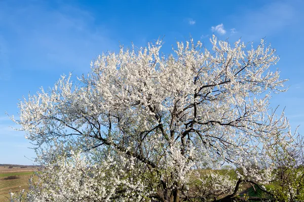 La vida en una primavera —  Fotos de Stock