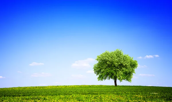 Prato verde e albero — Foto Stock