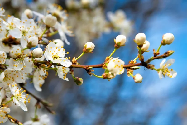 Blühender Apfelbaum mit weißen Blumen am blauen Himmel — Stockfoto