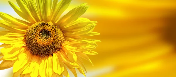 Testa di girasole — Foto Stock