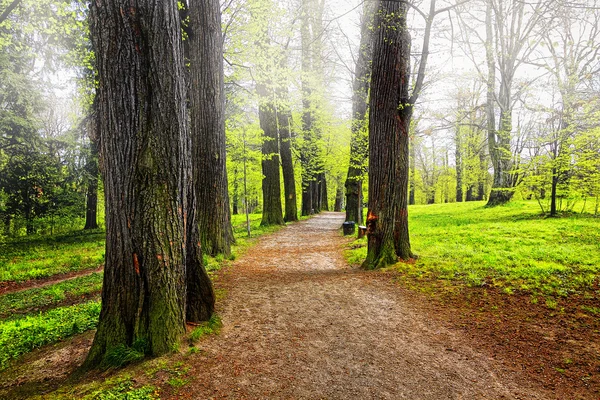 Park alley — Stockfoto