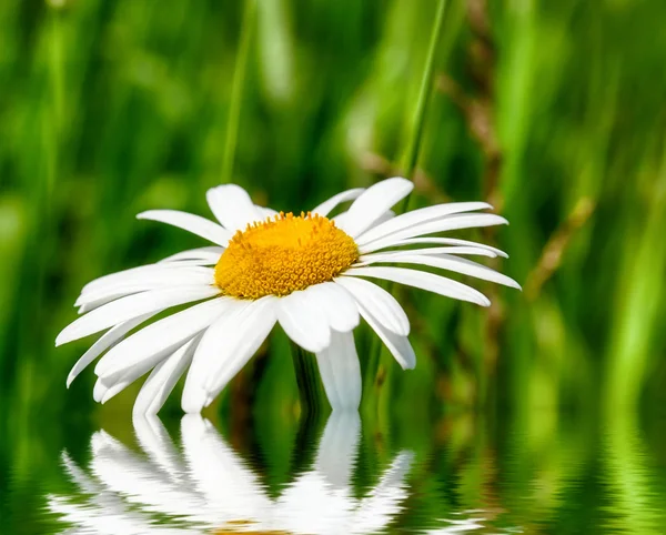 La primavera sta arrivando — Foto Stock