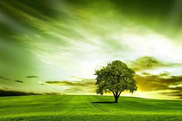 Große Natur bei Sonnenuntergang — Stockfoto