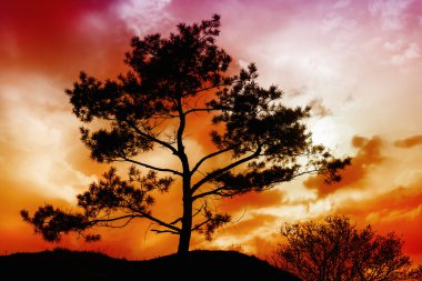 ağaç sunset