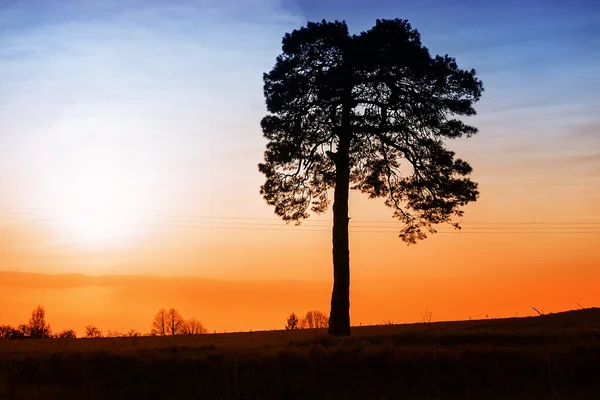 Sozinha árvore no pôr do sol — Fotografia de Stock