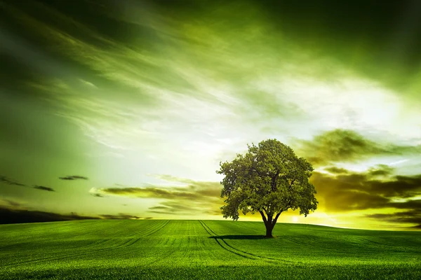 Grüne Natur — Stockfoto