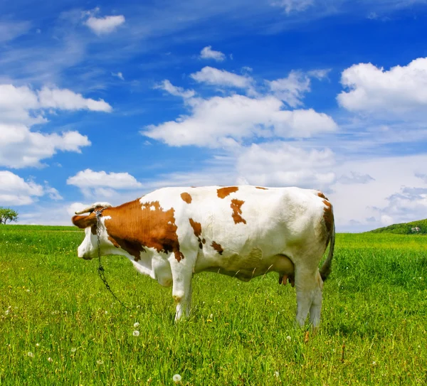 Koe op groen veld — Stockfoto