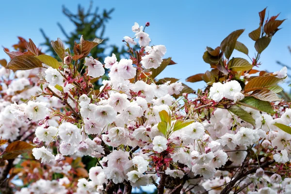 Blommande träd pÃ ¥vÃ ¥ren — Stockfoto