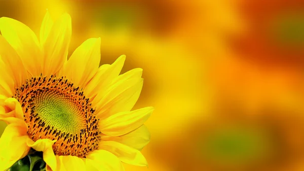 Sunflower — Stock Photo, Image