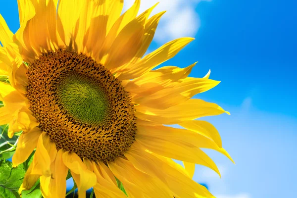 Sonnenblumen Hintergrund mit blauem Himmel — Stockfoto