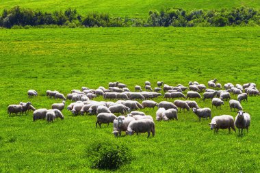 Shep yeşil çayır üzerinde
