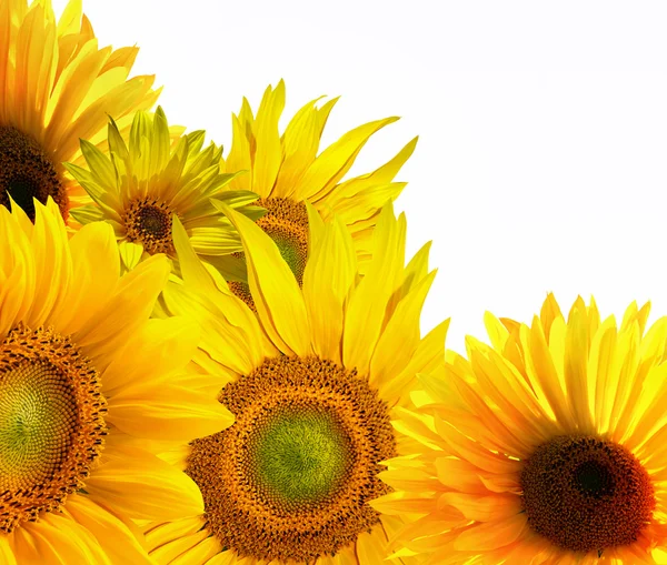 Yellow sunflower on white background — Stock Photo, Image