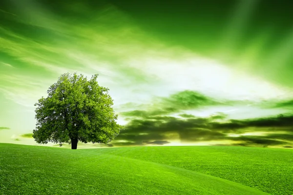 Наша зеленая планета — стоковое фото
