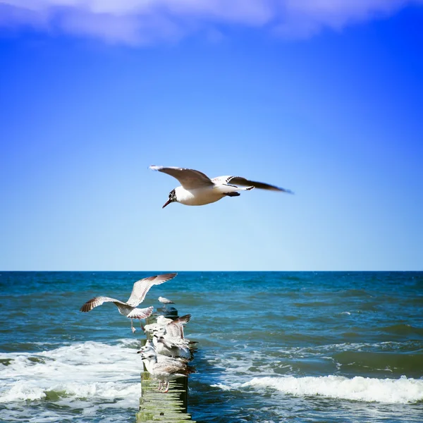 Gaviotas en la orilla del mar — Foto de Stock