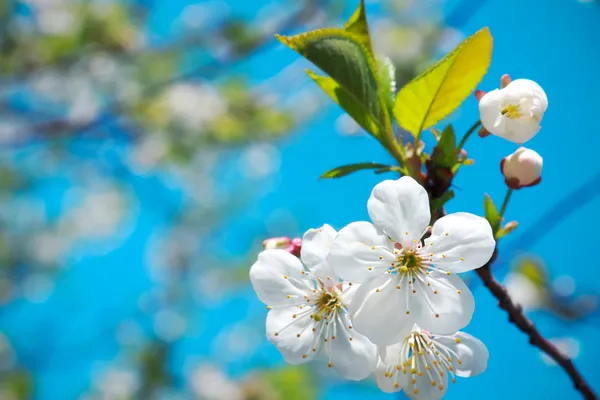 Ramo di melo in fiore in primavera sopra il cielo blu — Foto Stock