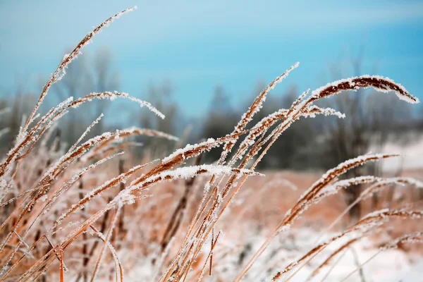 Gefrorene Vegetation — Stockfoto