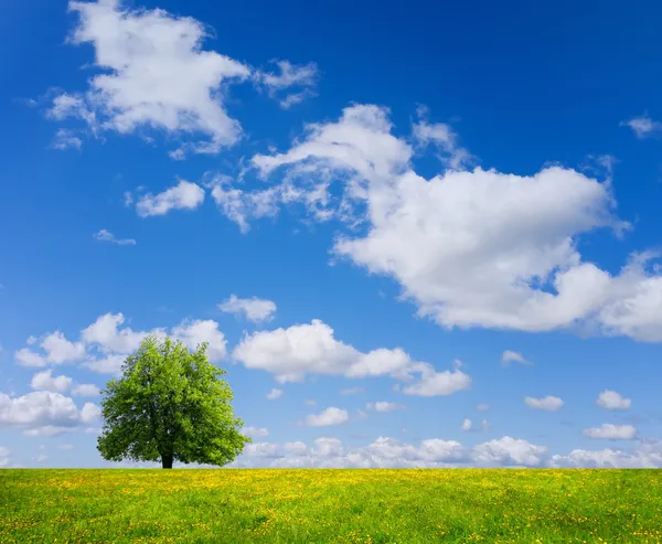 Champ de printemps — Photo