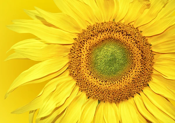 Fondo de girasol — Foto de Stock