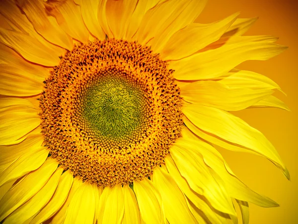 Sonnenblumenkopf — Stockfoto