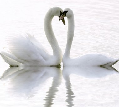 Swans clipart
