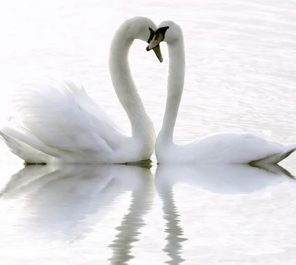 Cisnes — Foto de Stock