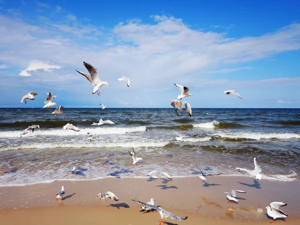 Seagulls over the sea waves — Stock Photo, Image