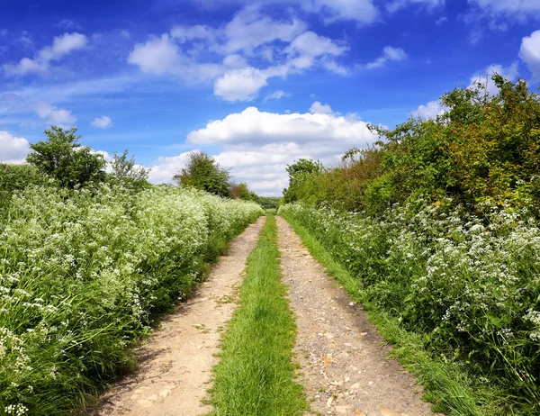 Sentier vert printemps — Photo