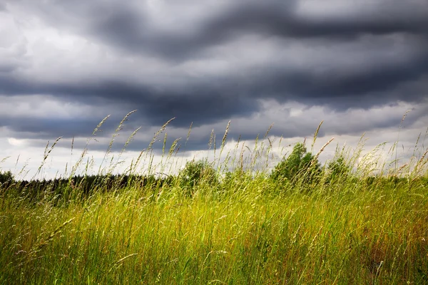 Groene lente veld — Stockfoto