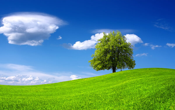 Nature green landscape