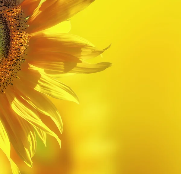 Yellow sunflower background — Stock Photo, Image