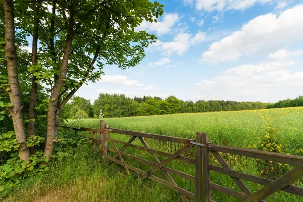 Groene lente landschap — Stockfoto