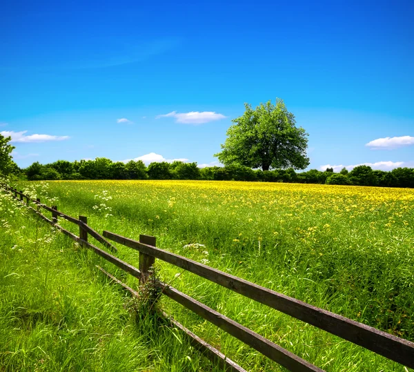 Voorjaarsveld en blauwe lucht — Stockfoto