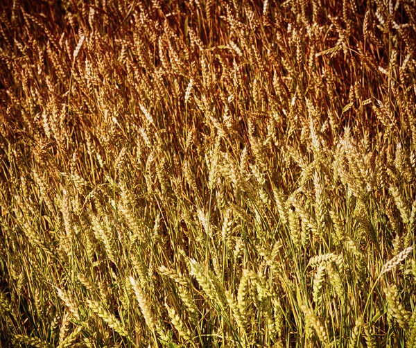 Goldener Getreidehintergrund — Stockfoto