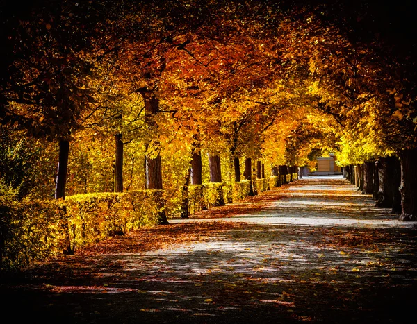 Autumn alley — Stok fotoğraf