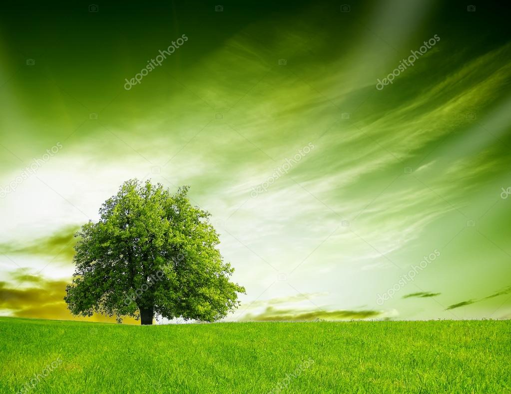 Natura primaverile — Foto stock di © WDGPhoto #42631515, image size:1023x788