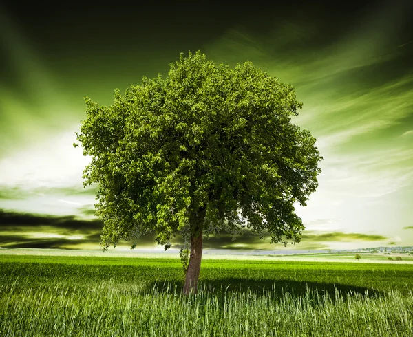 Große Natur — Stockfoto