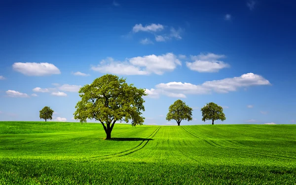 Green nature landscape — Stock Photo, Image