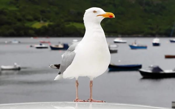 Seagull in the bay — Stock Photo, Image