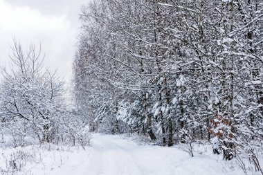 Kış ormanında köknar ve huş ağaçları karla kaplıydı.