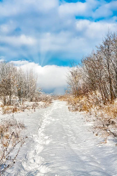 Die Winterlandschaft Park — Stockfoto