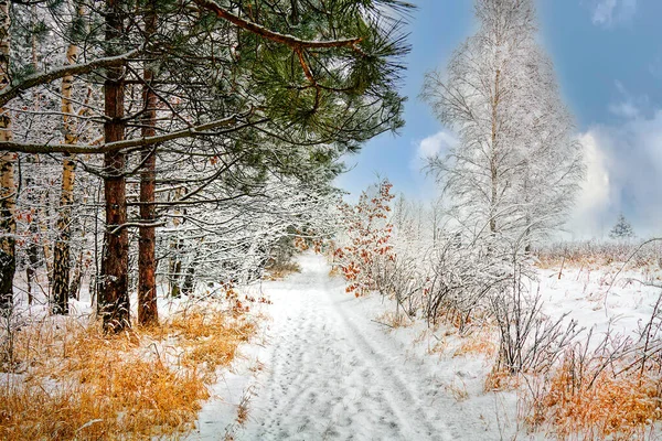 Winterliche Schneestraße Wald — Stockfoto