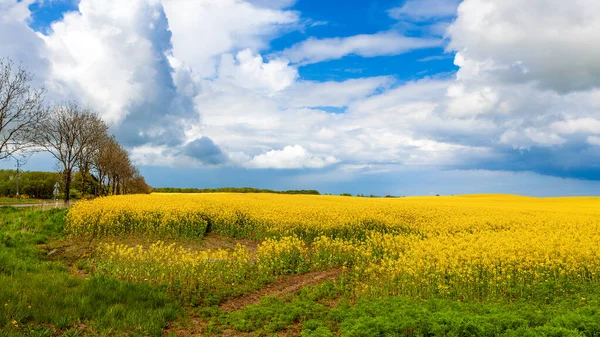 Žluté Řepkové Pole Jaro Zemědělská Krajina Zamračená Obloha — Stock fotografie