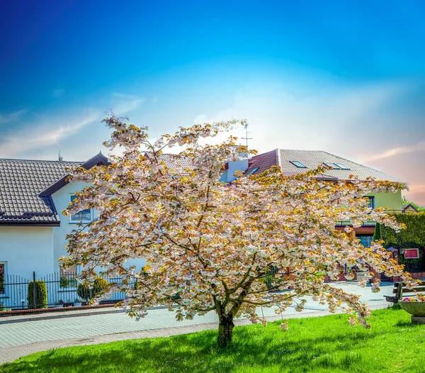 Kwitnące Drzewo Wiosną Błękitnym Niebie — Zdjęcie stockowe