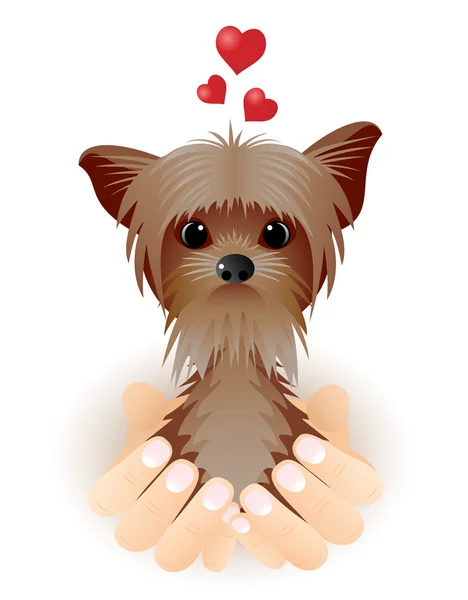 Yorkshire terrier en el amor. — Vector de stock