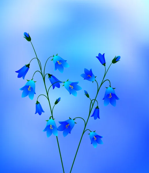 Bleuets — Image vectorielle