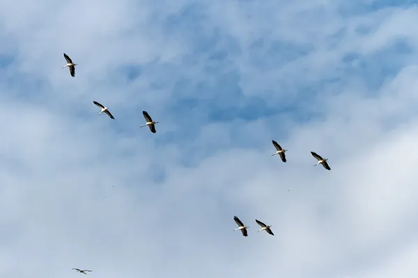 Aves — Fotografia de Stock