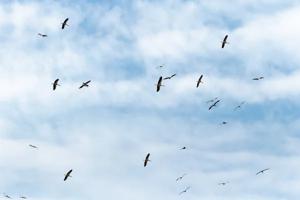 Birds — Stock Photo, Image