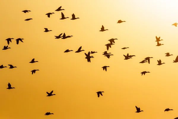 Birds — Stock Photo, Image